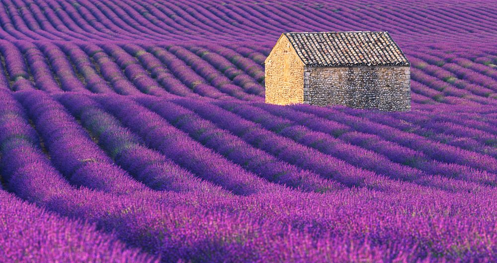 Сиреневый океан