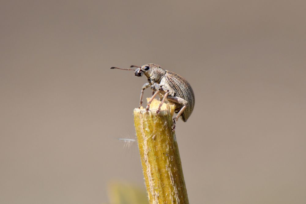 Долгоносик