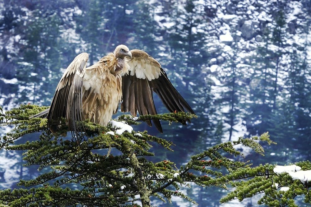 Himalayan Vulture
