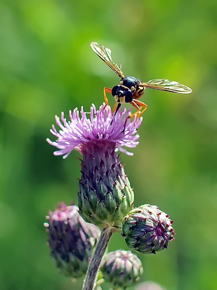 В поисках нектара