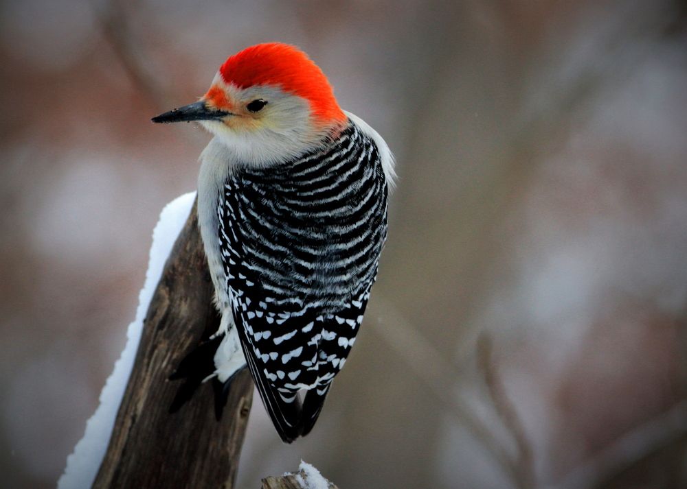 winter woodpecker