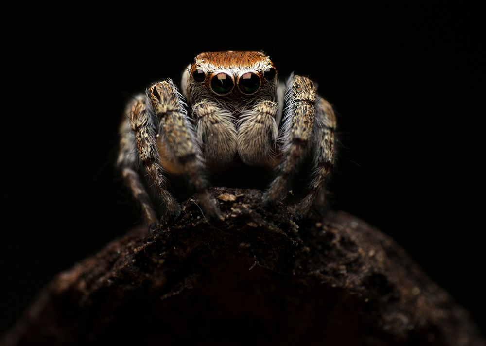 Jumping spider portrait