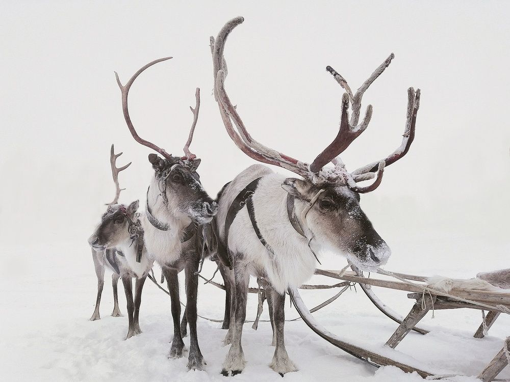 Северный народный транспорт