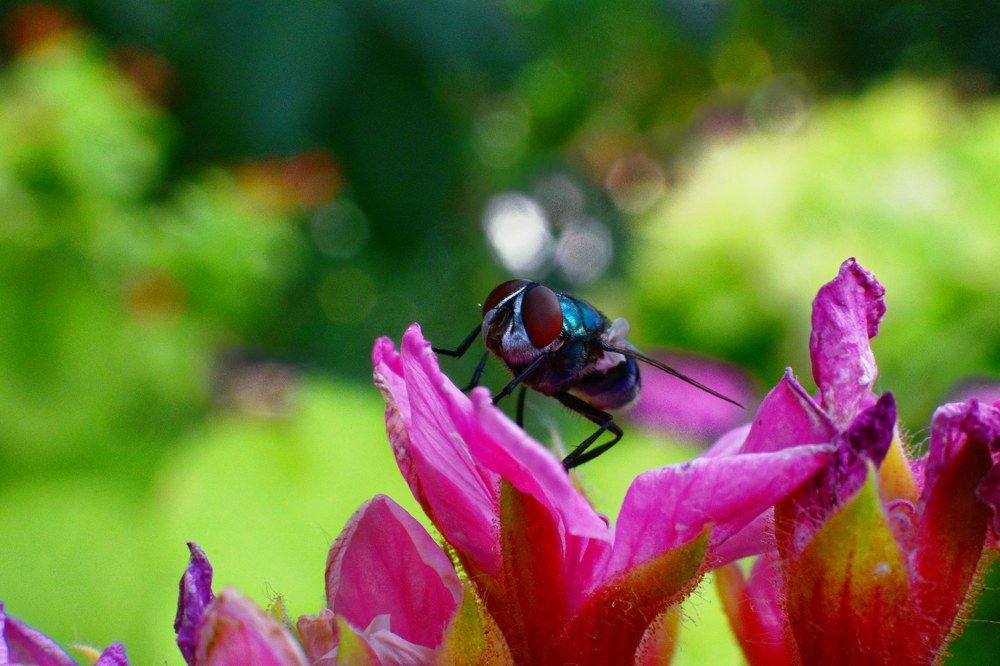 Муха на цветке