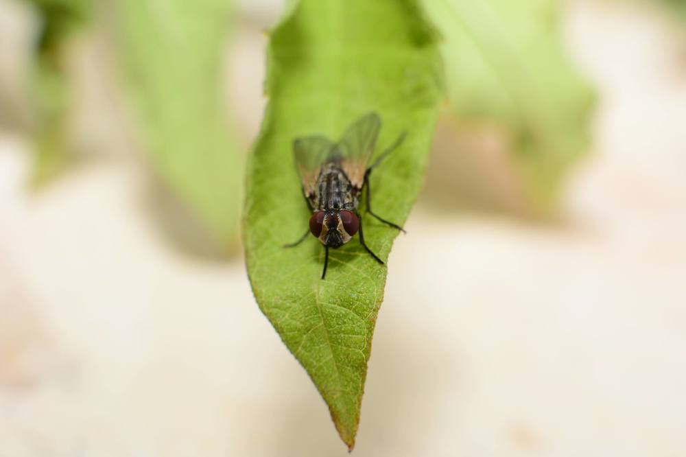 Муха на листке