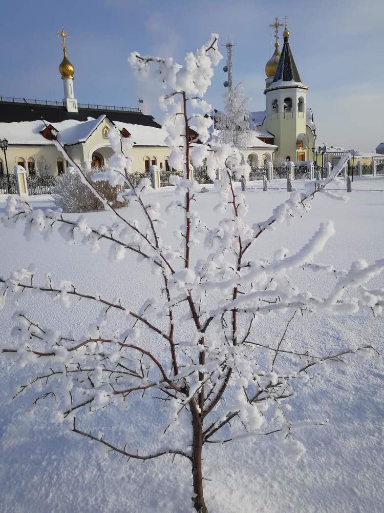 Храм Сергия Радонежского. Зимняя яблонька