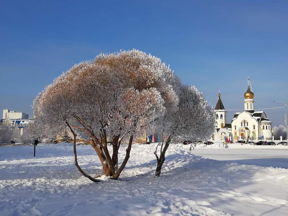 Храм Сергия Радонежского. Зимняя ива