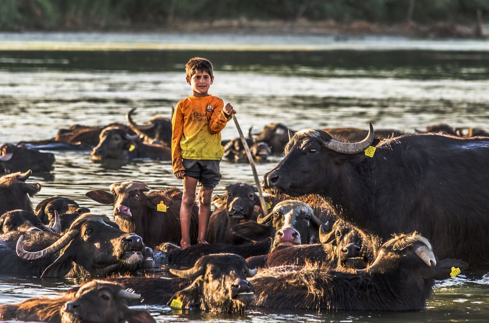 cowboy iraqi