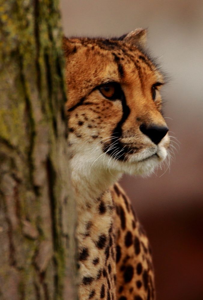 CHEETAH CLOSE UP