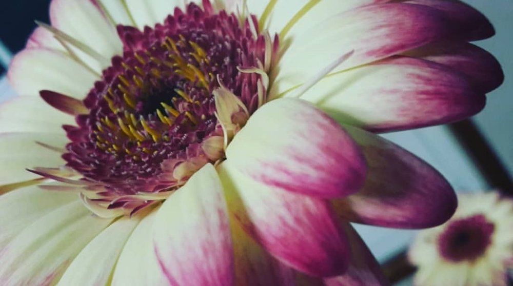 Purple Flowers