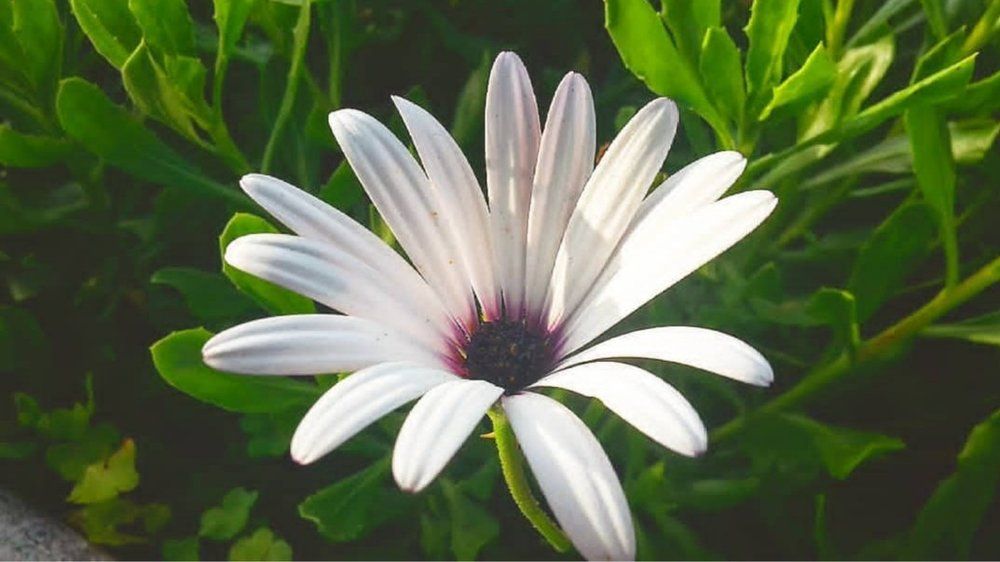 White Flower