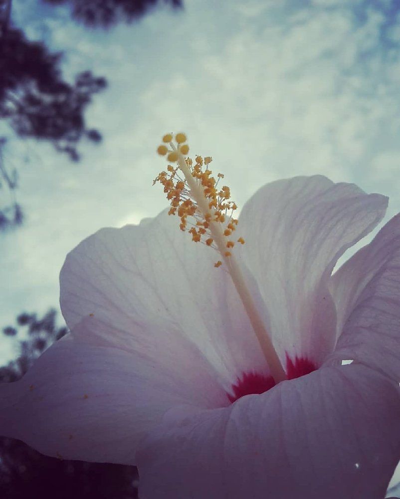 Hibiscus Sky