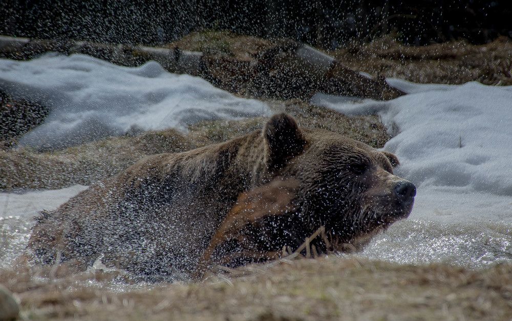 Принимает  ванну перед зимней спячкой!