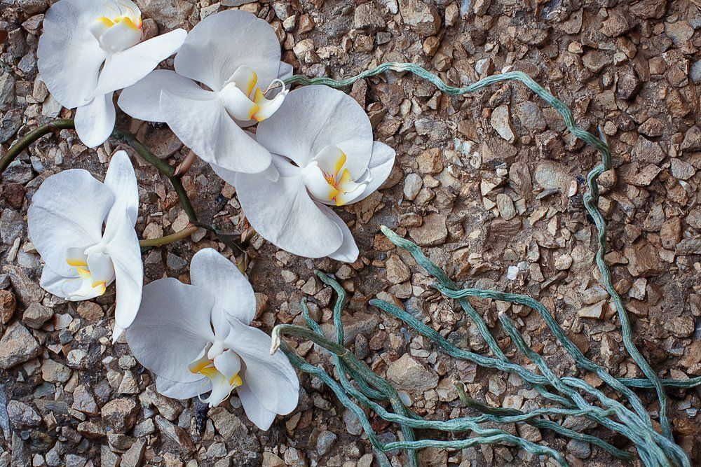 Photograph by Захаркова Екатерина