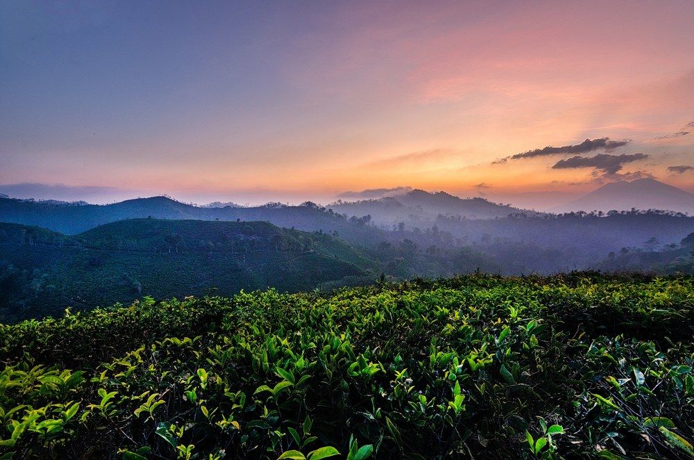 Andung Biru tea garden