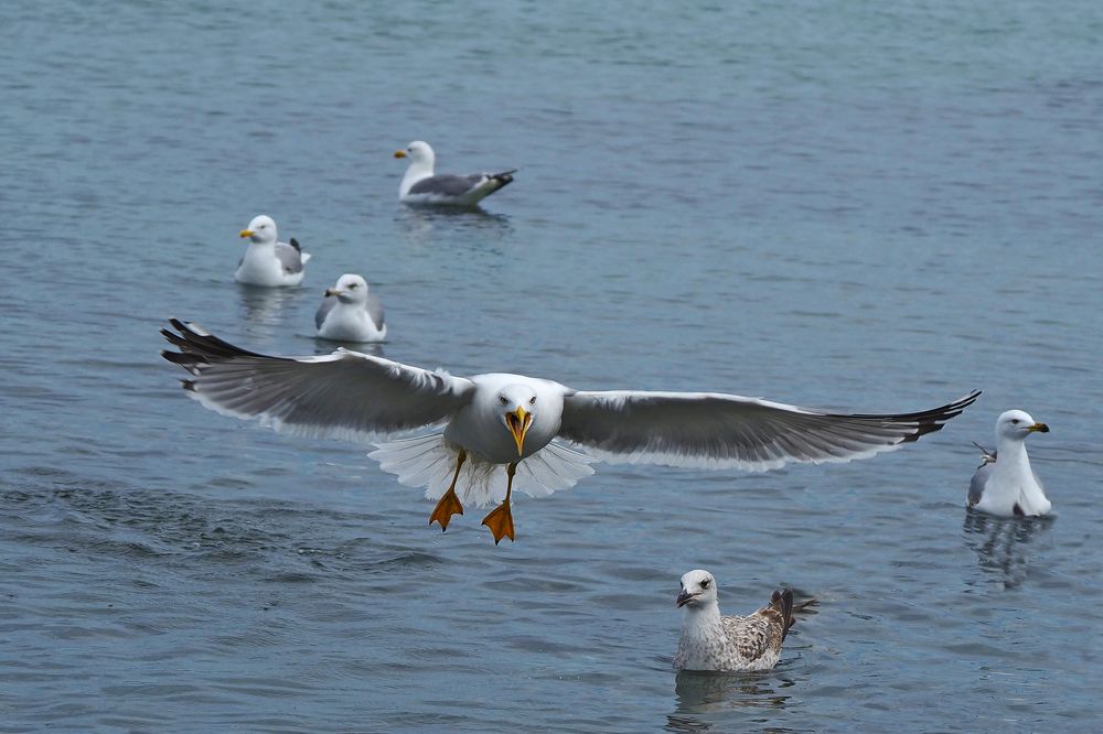 Photograph by selçuk kayan