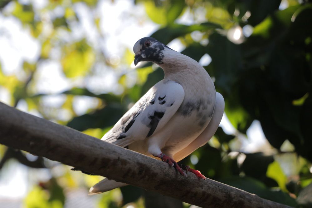 Dove