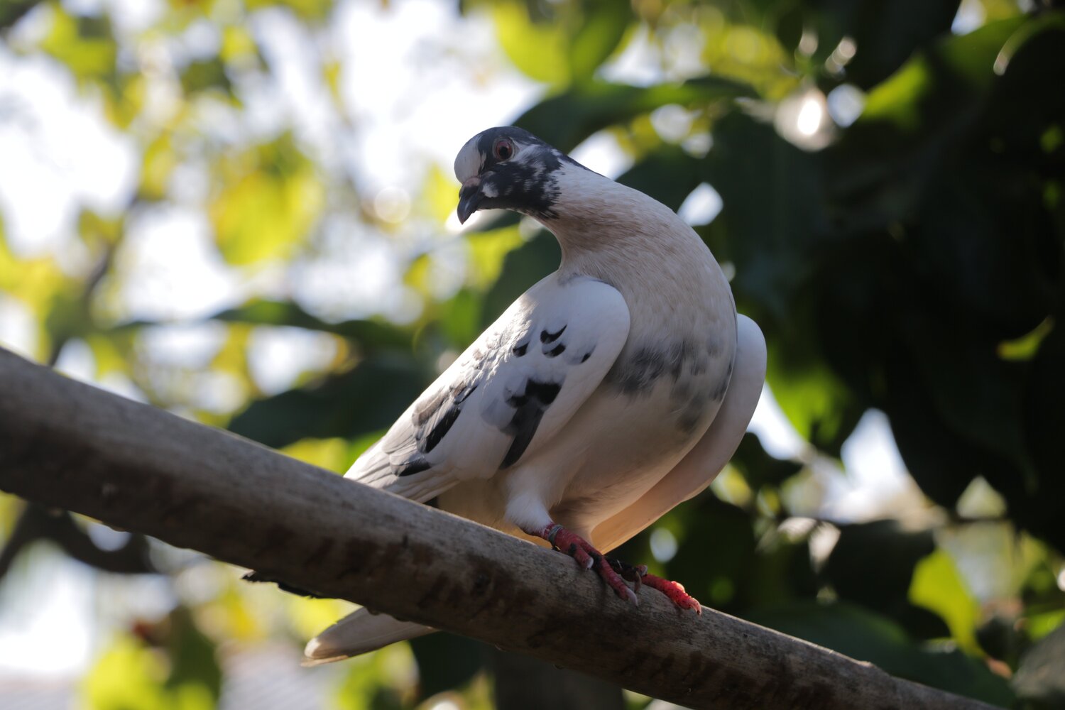 Dove