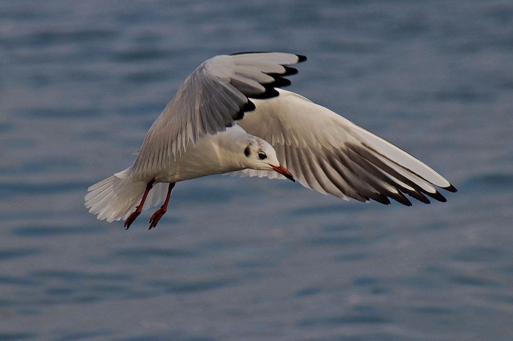 Photograph by Инна Черкасская