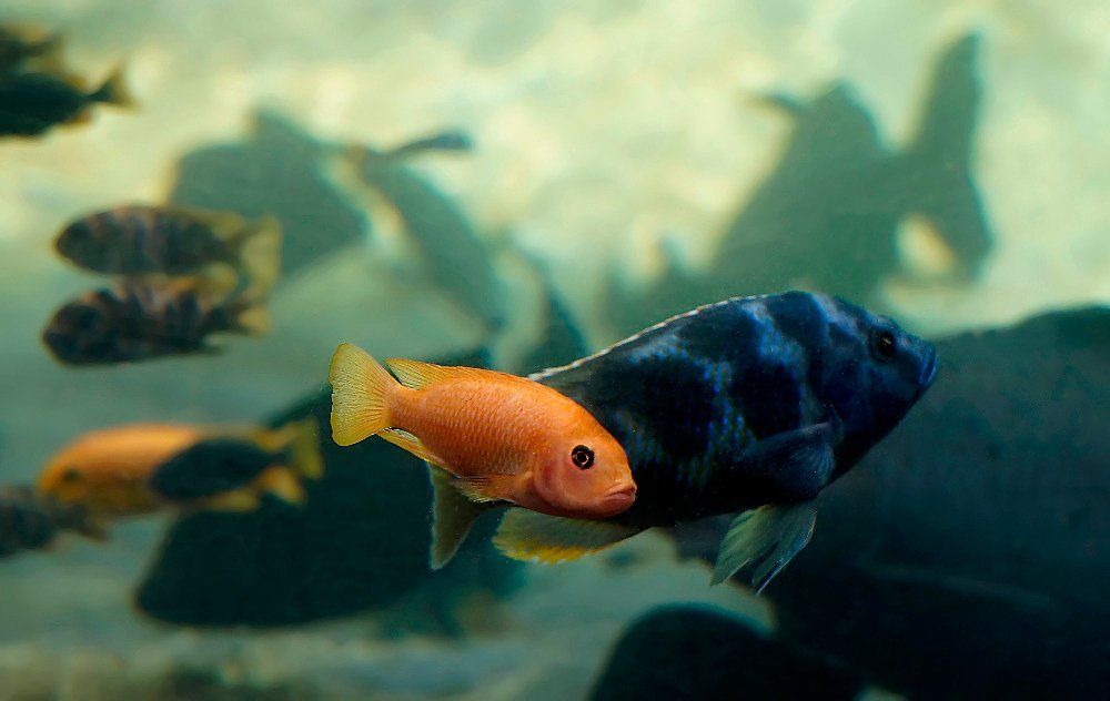 Охота на рыб 5.