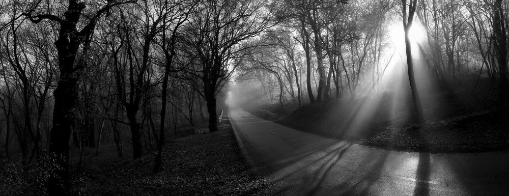 Дорога через лес