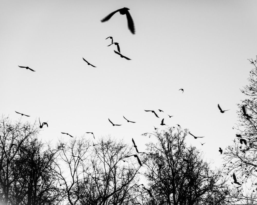 Просто галки