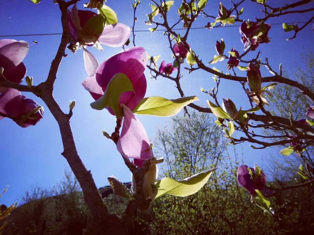 Magnolia before the sun