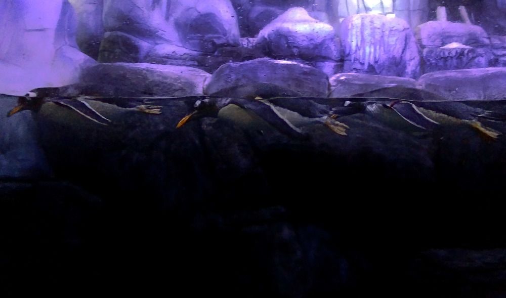 Марш-бросок