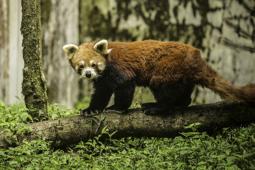 Himalayan Red Panda