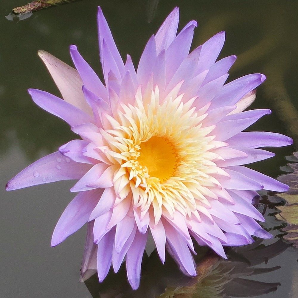 Water Lily with Yellow Stamens