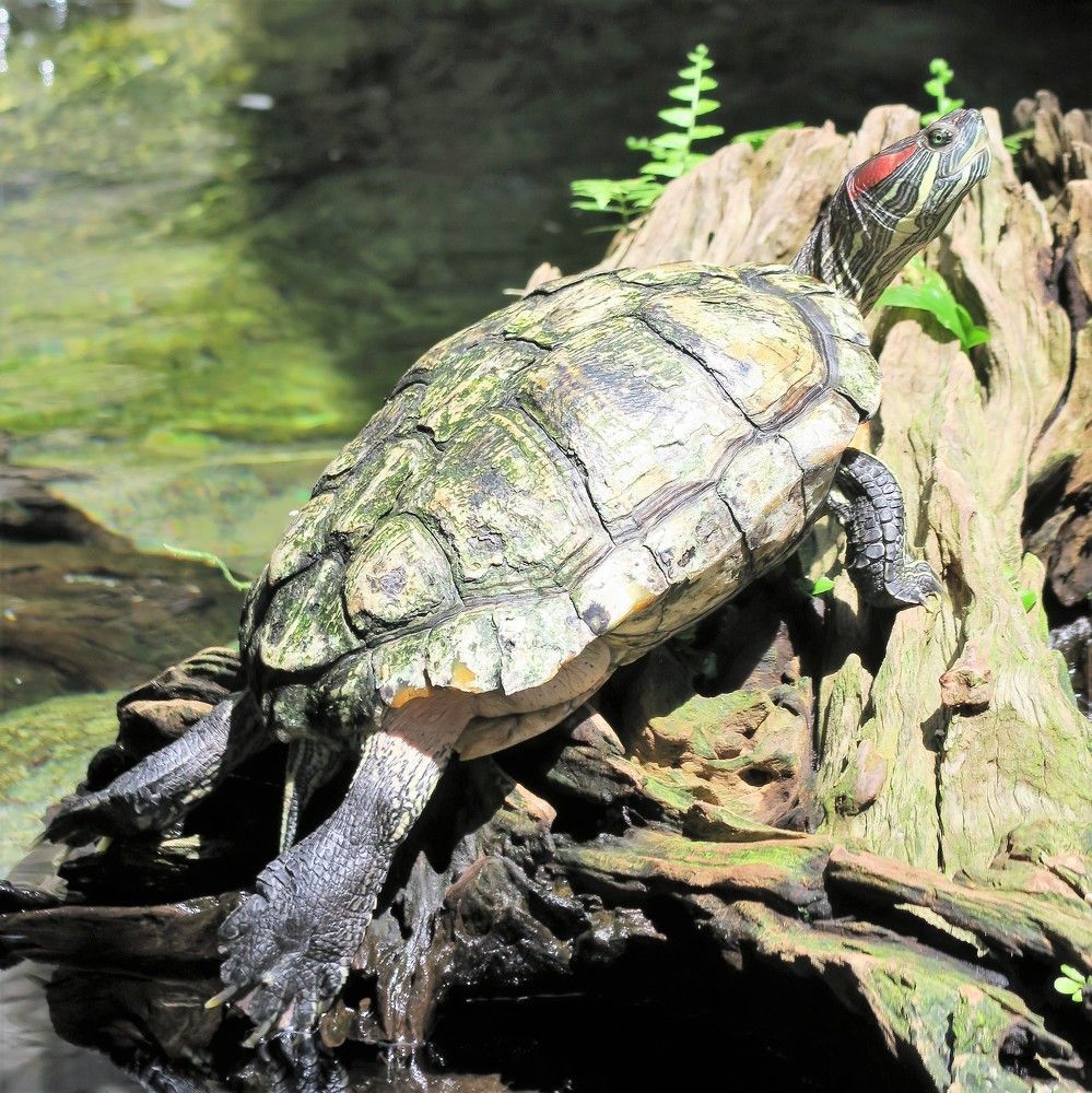 Alligator Snapping Turtle