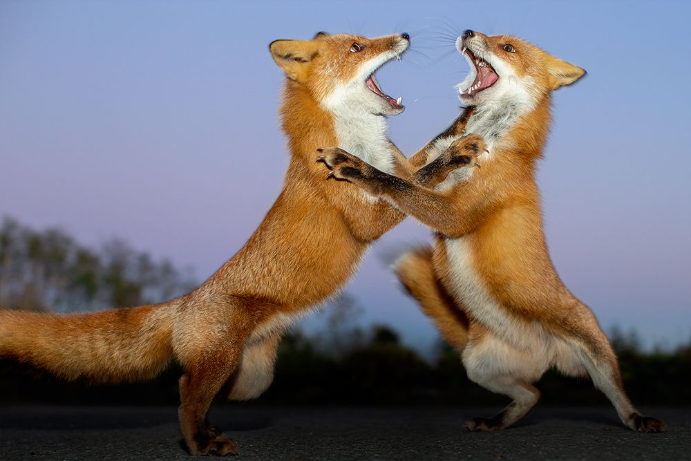 Battle of after dark