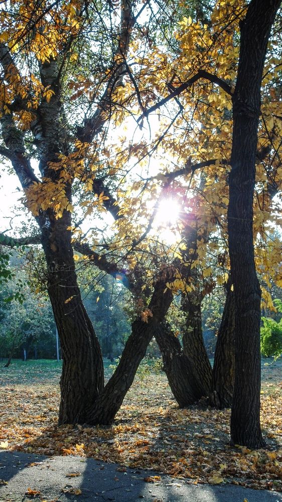 Что такое осень