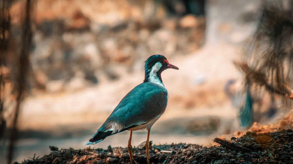 Photograph by Jaynish Chhipa