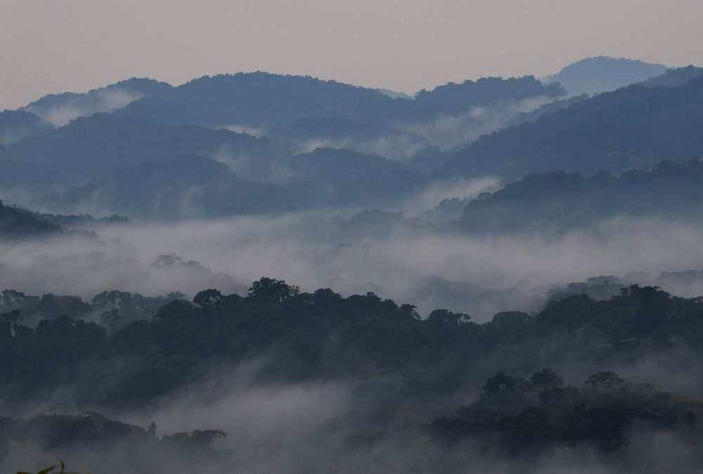 Mist in Bwindi Inpenetrable Forest . Uganda