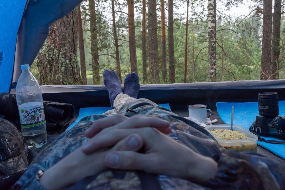 Утро в сосновом бору