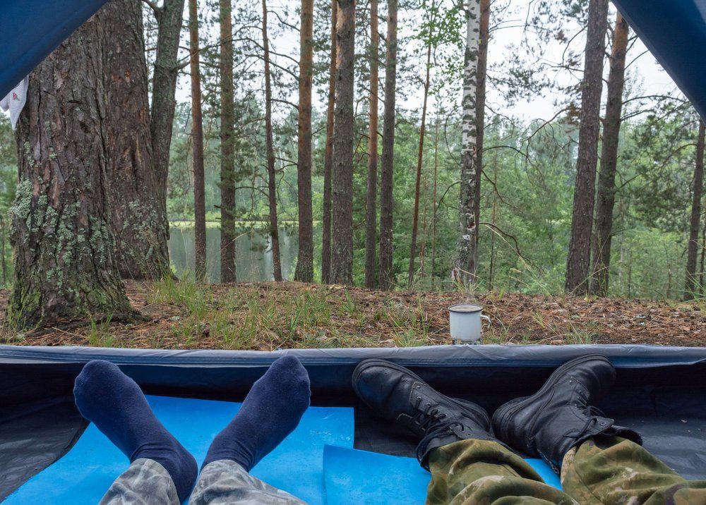 Утро в сосновом бору