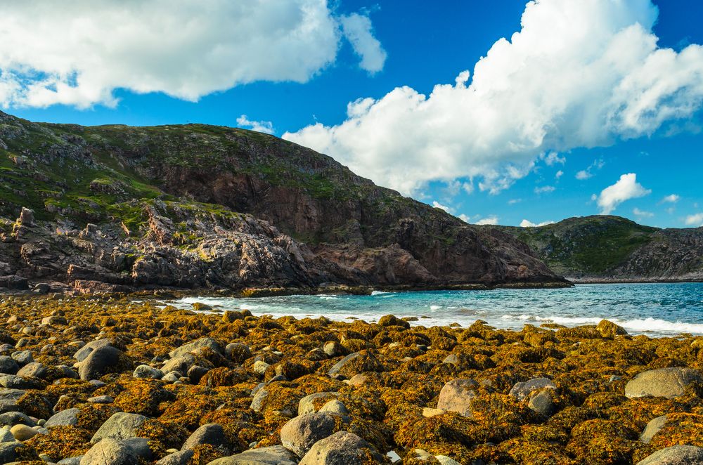 Чаячья скала