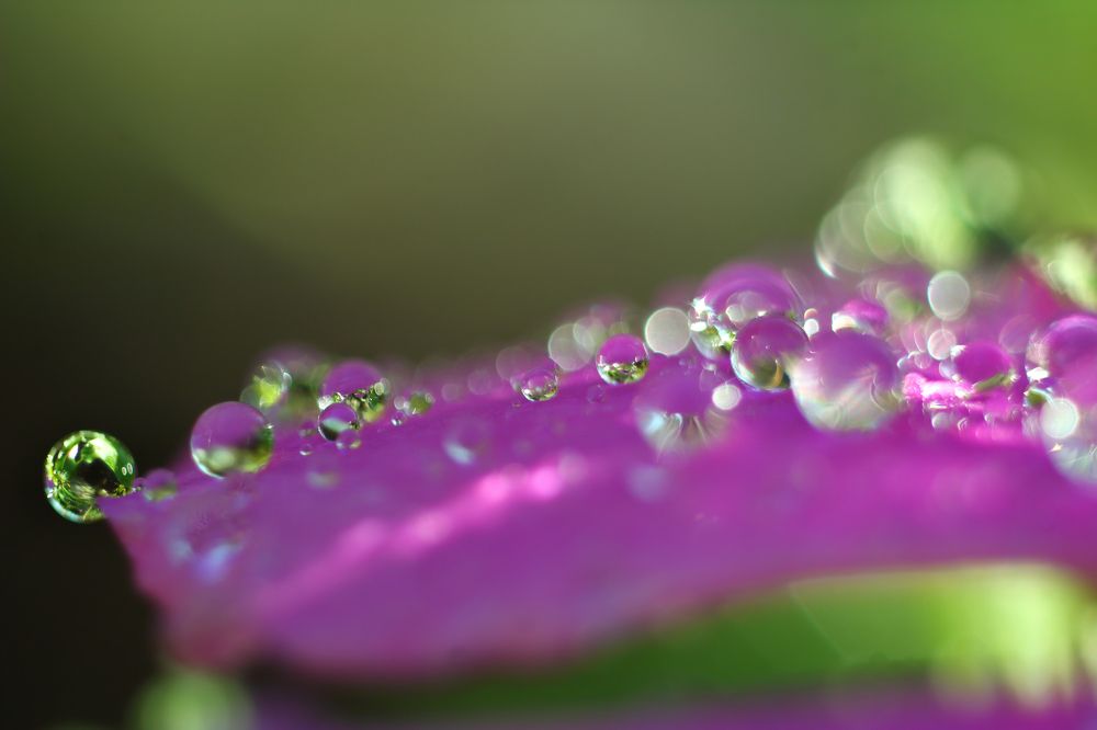 Dew drops