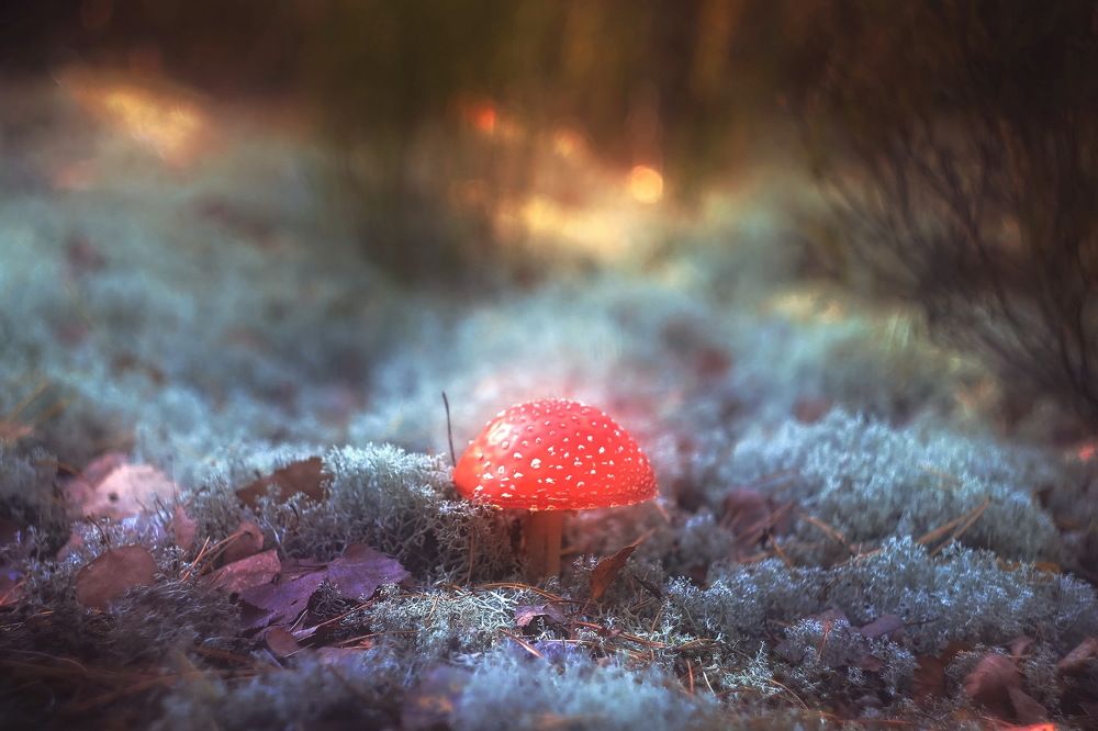 Лесная сказка