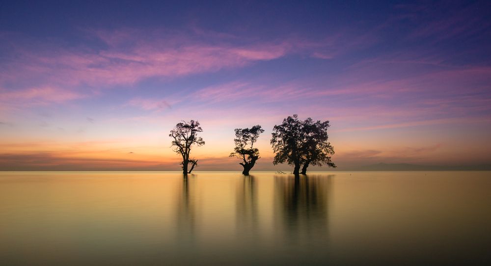 Salt water trees