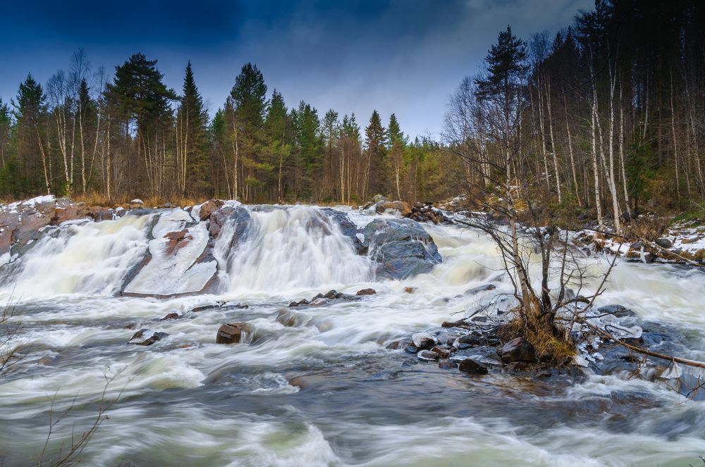 Черный падун