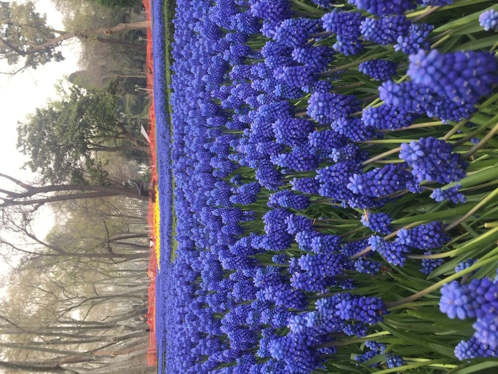 İstanbul Gülhane parkı