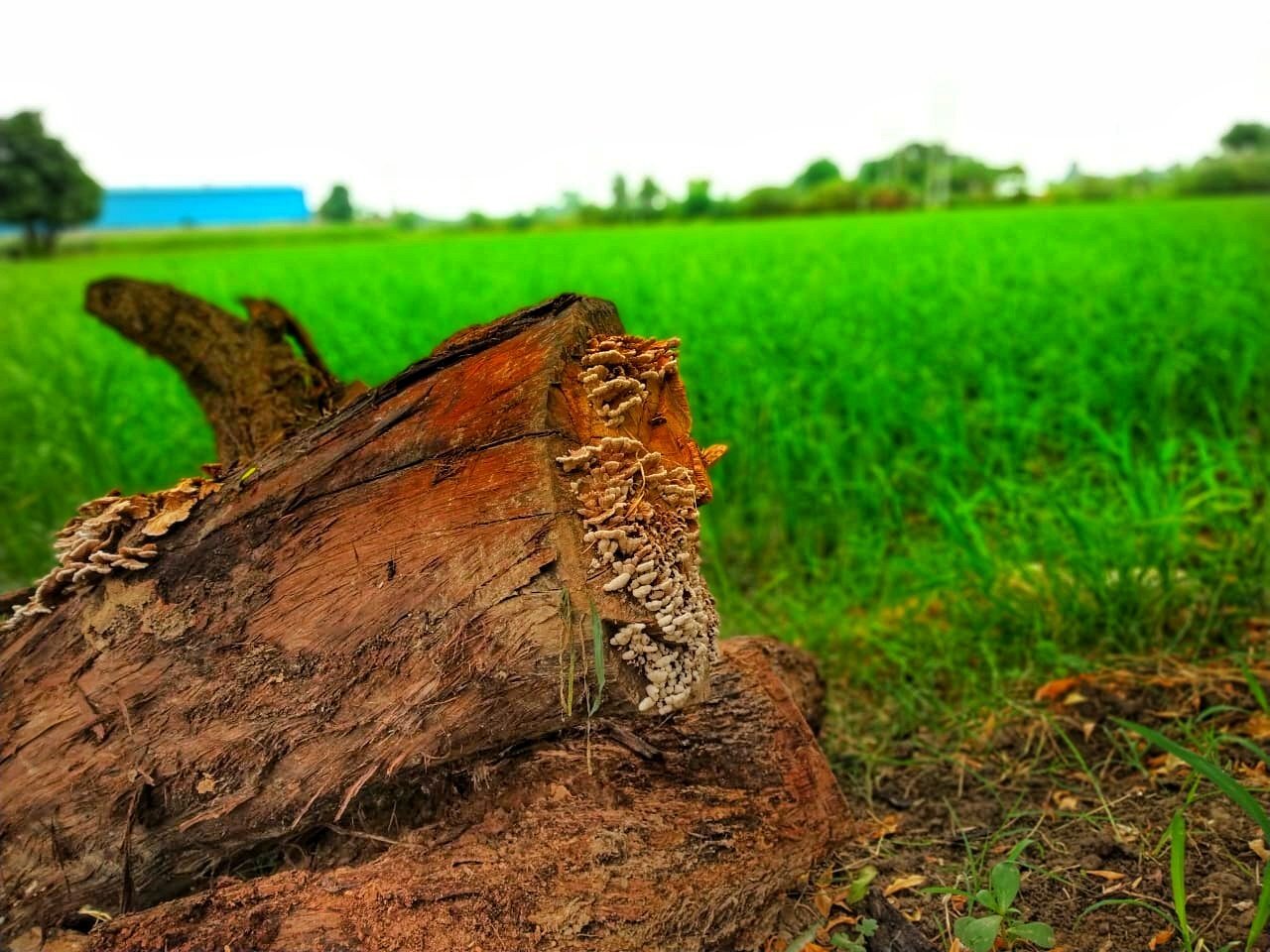 Wooden log