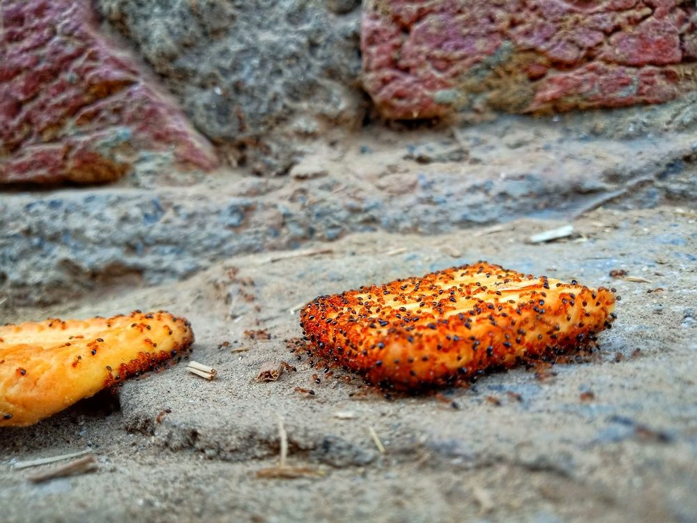 Ants Eating biscuits