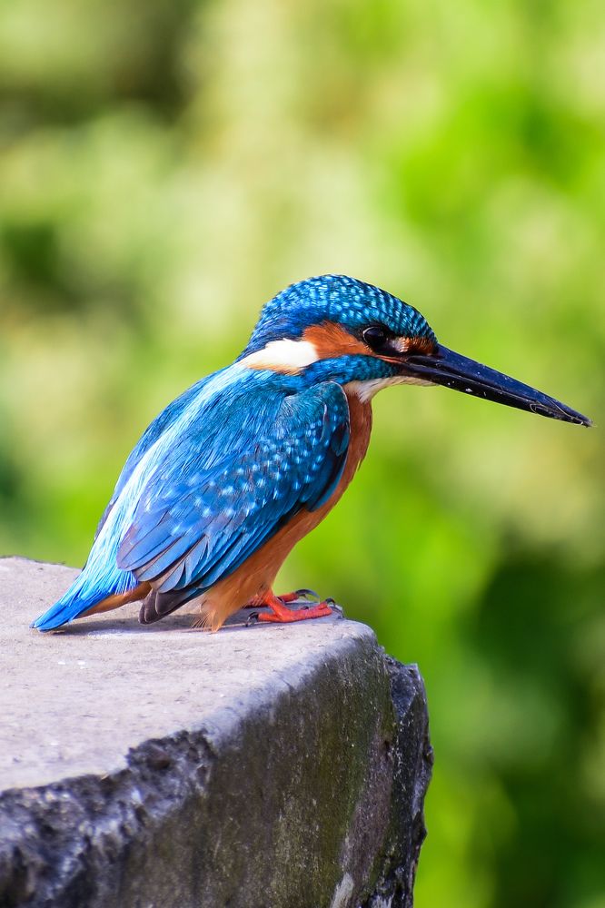 THE COLOURFUL KING