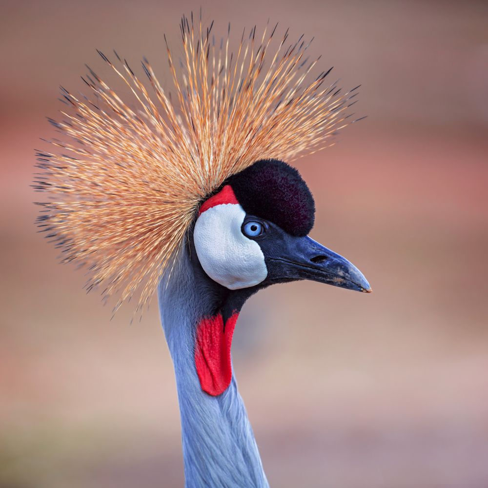 Grey Crowned-crane