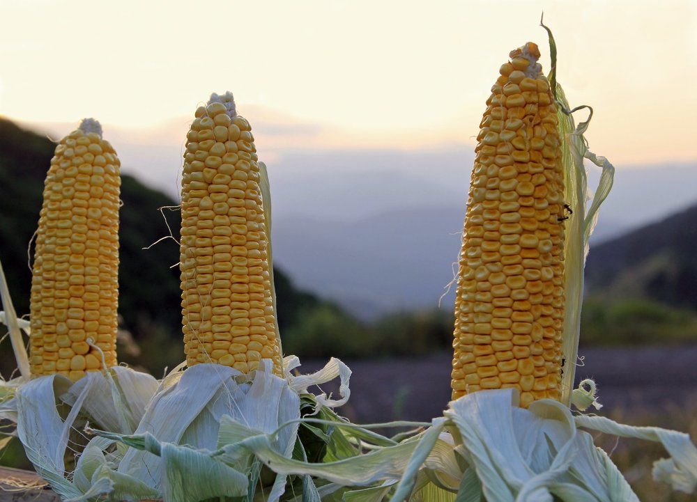 Подарок из Дилижана