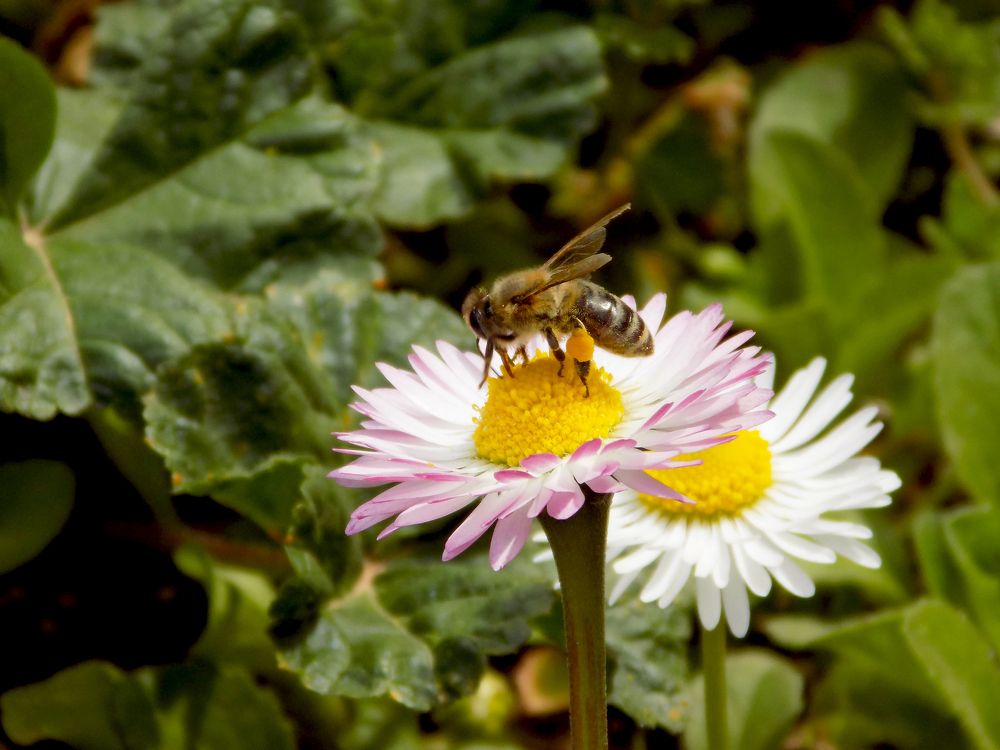 Bee and flower