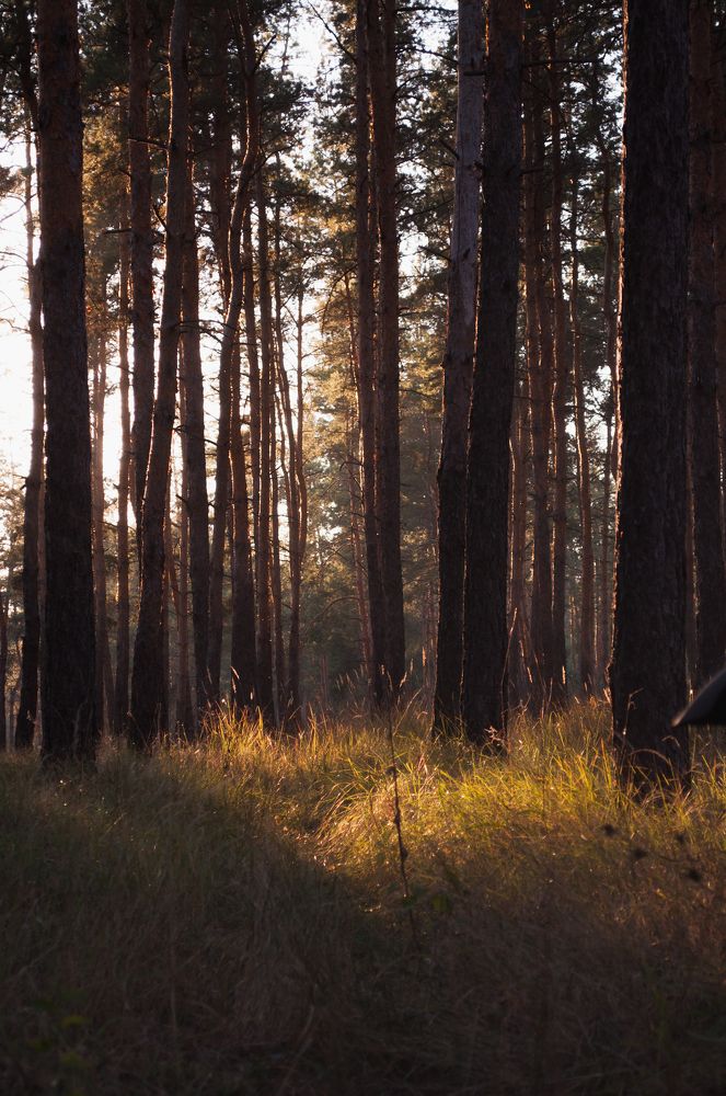рассвет в лесу